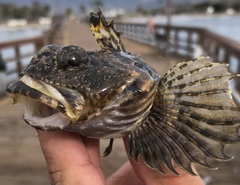 Artedius notospilotus