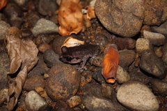 Leptobrachium hasseltii