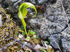 Pterostylis oliveri