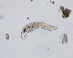 Bdelloidea