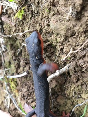 Taricha rivularis