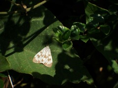 Nyctemera adversata