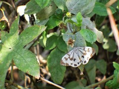Nyctemera adversata