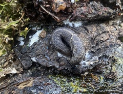 Prophysaon andersonii