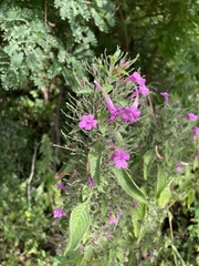 Ruellia inundata