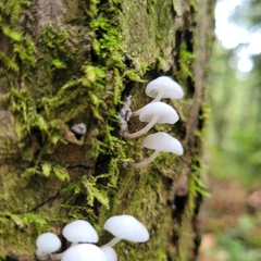 Marasmiellus