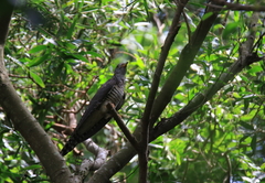 Cuculus poliocephalus