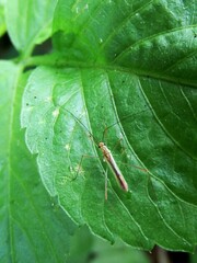 Mecistoscelis scirtetoides