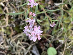 Polygonum spergulariiforme