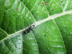 Myrmarachne japonica
