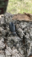 Coelocnemis dilaticollis