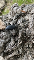 Coelocnemis dilaticollis