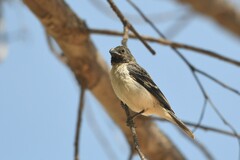 Sporophila telasco
