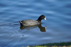 Fulica americana