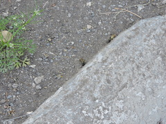 Sceliphron caementarium