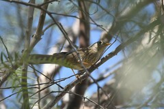 Xenospingus concolor