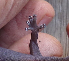 Oedura tryoni