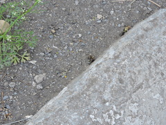 Sceliphron caementarium