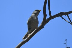 Xenospingus concolor