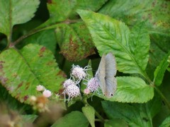 Catochrysops panormus exiguus