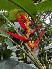 Heliconia