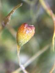 Funaria hygrometrica