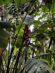 Heliconia