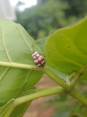 Alagoasa decemguttata