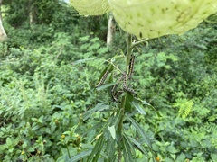 Danaus chrysippus orientis