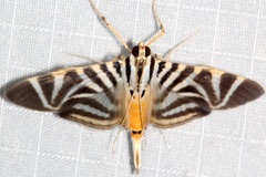 Spilomela