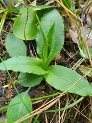 Pterostylis oliveri