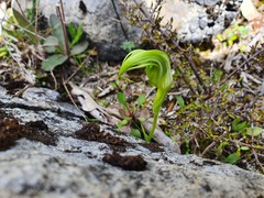 Pterostylis oliveri