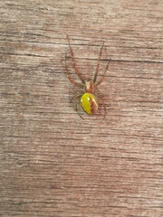 Novaranea queribunda