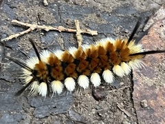 Turuptiana obliqua