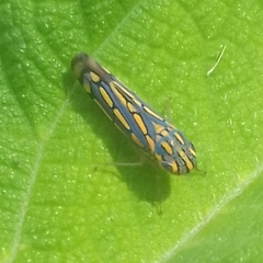 Apogonalia stalii