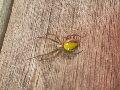 Novaranea queribunda