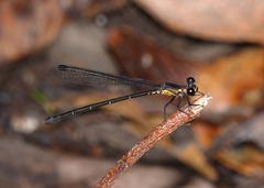 Lestoidea