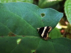Choreutis basalis