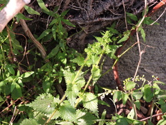 Urtica chamaedryoides