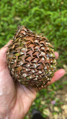 Araucariaceae