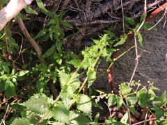 Urtica chamaedryoides