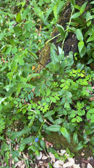 Phyllanthus tenellus