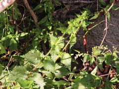 Urtica chamaedryoides