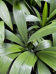 Molineria capitulata