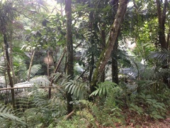 Cyathea arborea