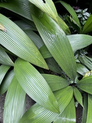 Molineria capitulata