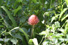 Ananas macrodontes