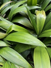 Molineria capitulata