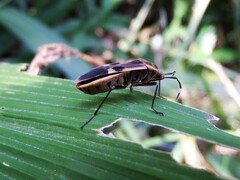 Physopelta gutta gutta