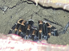 Megaphobema mesomelas